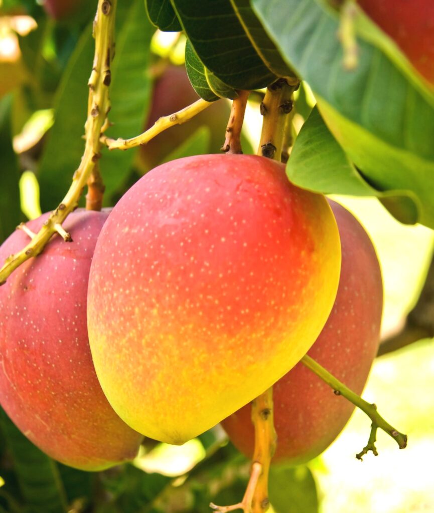 mango