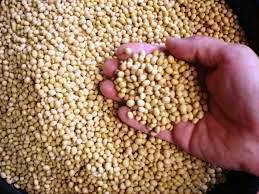Soyabean